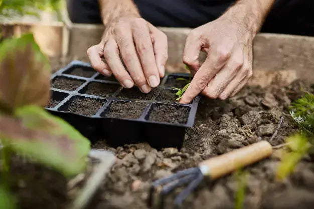 Cartes à planter : trucs et astuces - Terre de Créateurs