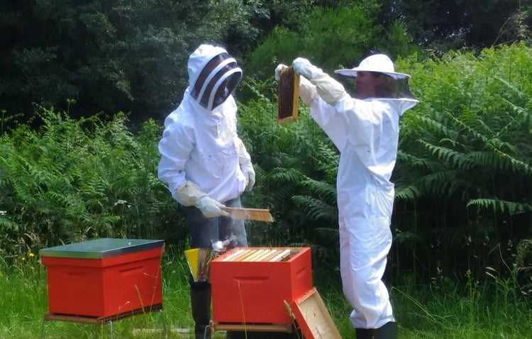 Les Abeilles du Corsen